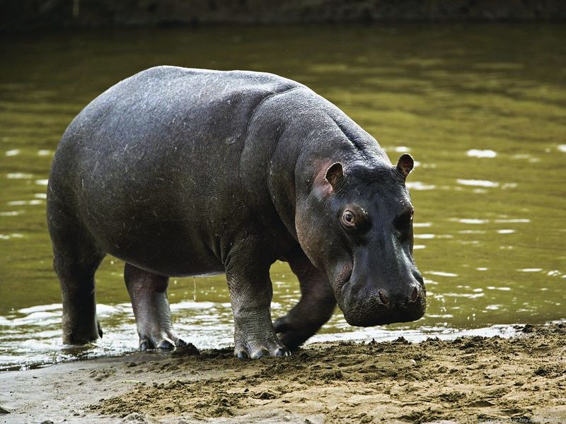 ചിത്രം:Vol3p64 hippopotamus.jpg