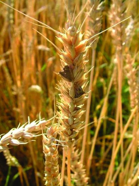 ചിത്രം:Vol5p329 Ergot on wheat spikes.jpg