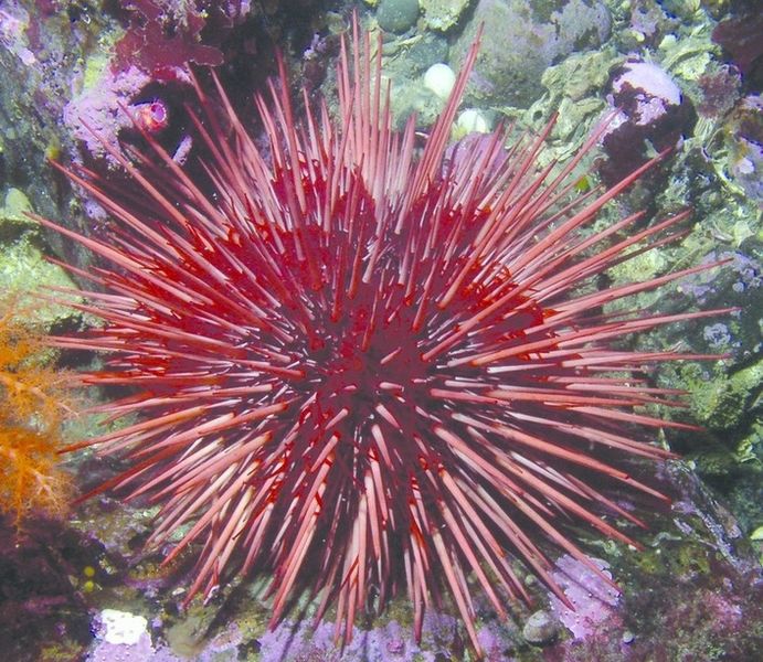 ചിത്രം:Vol6p17 sea urchin red.jpg