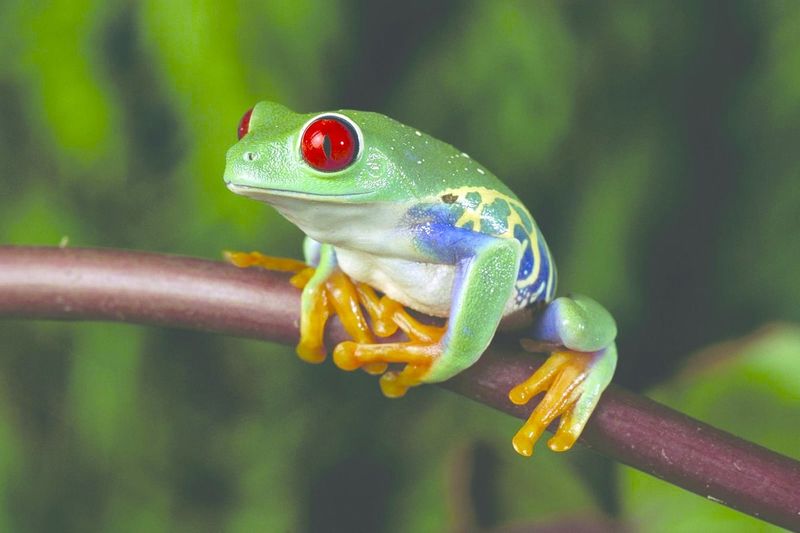 ചിത്രം:Vol6p655 Red-Eyed Tree Frog.jpg