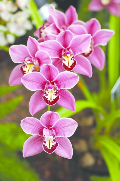 ചിത്രം:Vol5p825 cymbidium-orchid.jpg