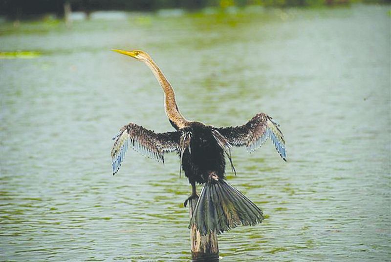 ചിത്രം:Vol7p158 kerala-birds-darter.jpg