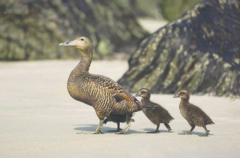 ചിത്രം:Vol5p545 female eider and kitchen.jpg