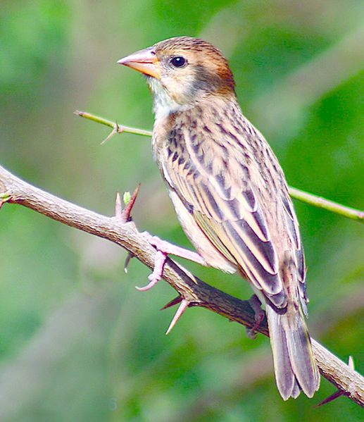 ചിത്രം:Vol3p302 Baya Weaver (Female).jpg