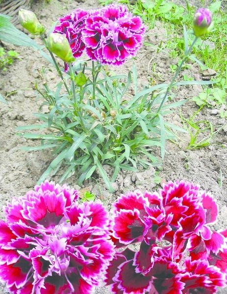ചിത്രം:Vol5p270 A carnation cultivar.jpg