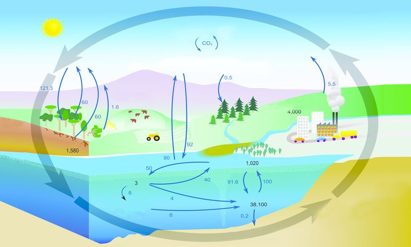 ചിത്രം:Vol5p270 carbon cycle new.jpg