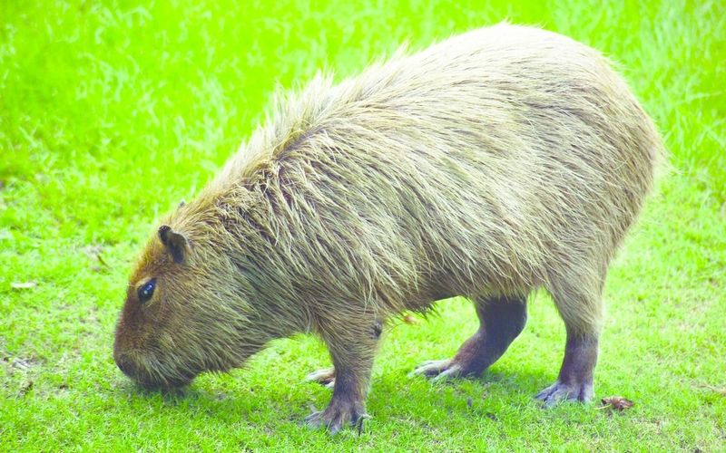 ചിത്രം:Vol7p106 Capybara Hattiesburg Zoo (70909b-42) 2560x1600.jpg