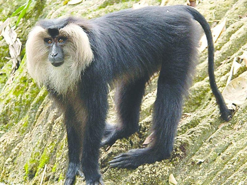 ചിത്രം:Vol7p684 lion-tailed-macaque img01-l.jpg