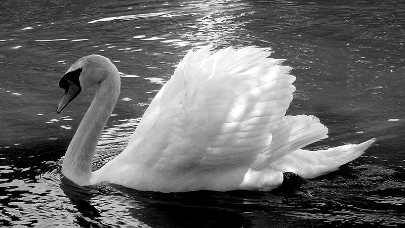 ചിത്രം:Swan.jpg