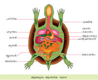 ആമയുടെ ആന്തരികഘടന