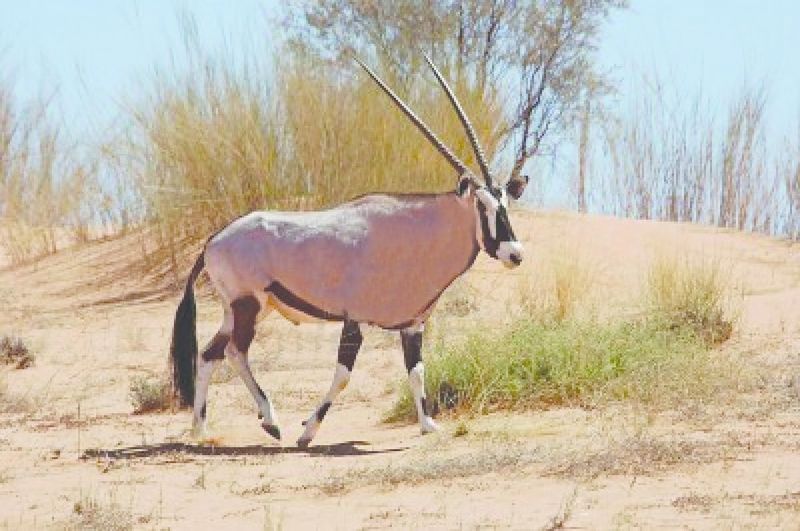 ചിത്രം:Vol5p338 3929220-gemsbok-antelope-crossing-a-sand-dune-in-the-kalahari-desert.jpg