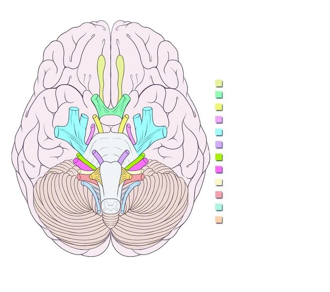 ചിത്രം:Vol6p223 cranial-nerves.jpg