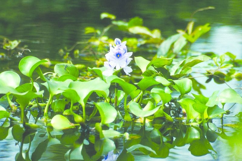 ചിത്രം:Vol7p798 Water hyacinth.jpg