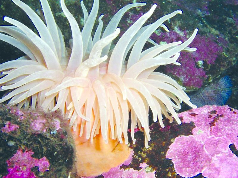 ചിത്രം:Vol6p17 sea anemone.jpg