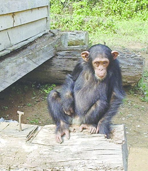 ചിത്രം:Vol7p158 his Cameroonian chimpanzee was brought to a rescue centre.jpg