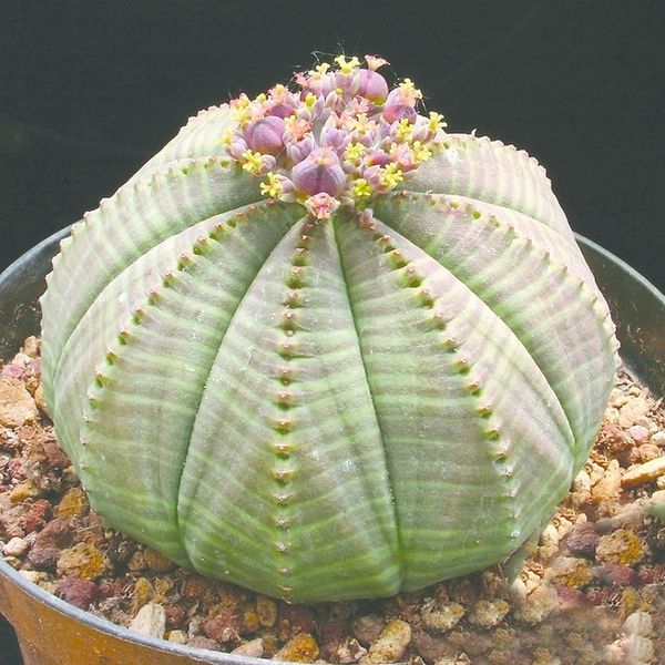 ചിത്രം:Vol6p655 Euphorbia obesa f 900.jpg