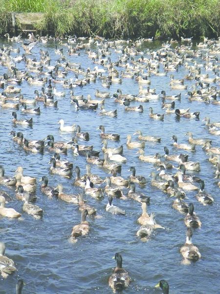 ചിത്രം:Vol7p158 Ducks in the Lake sasthamkotta.jpg